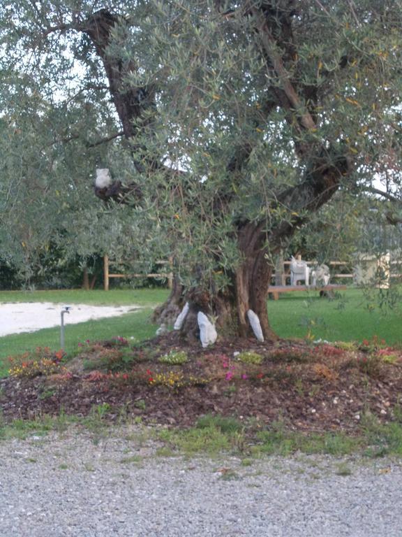 Agriturismo L'Isola Crespina Ruang foto